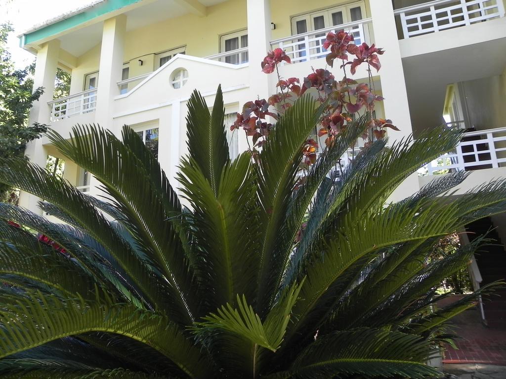 Albatros Cabarete