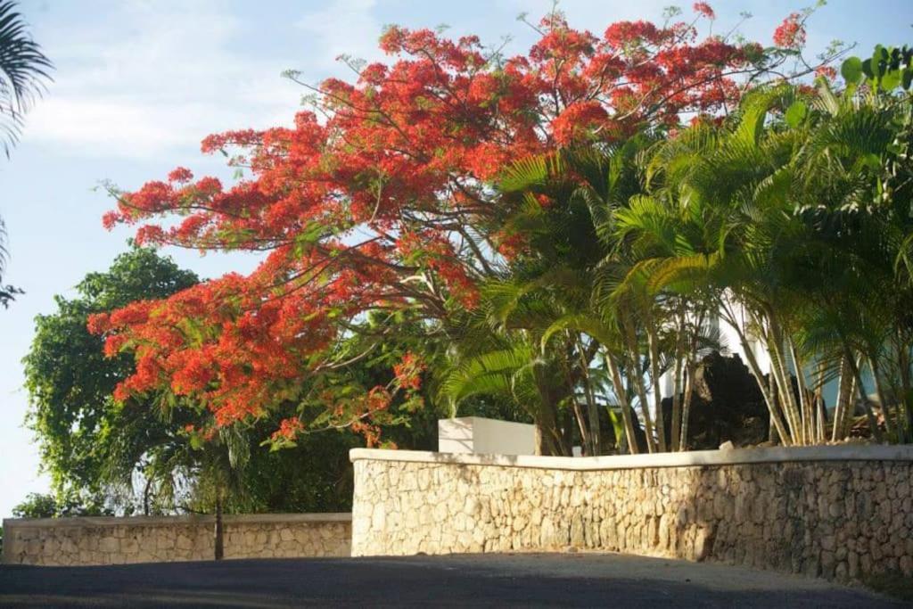 Villa Mata De Mango El Limon