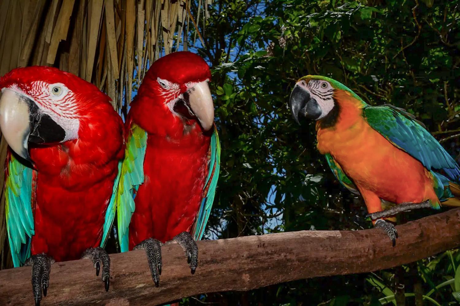 Casa El Paraiso, Eco