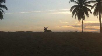 Cocos * Bavaro
