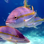 Corales Punta Rusia