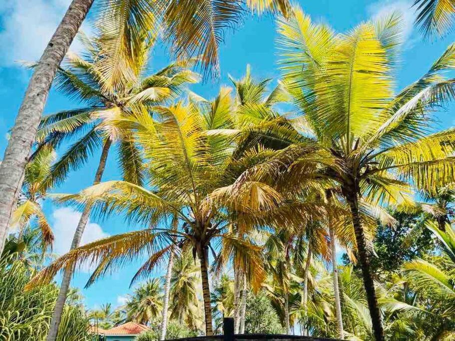 Palm House - Luxury - Samana - Ocean Front