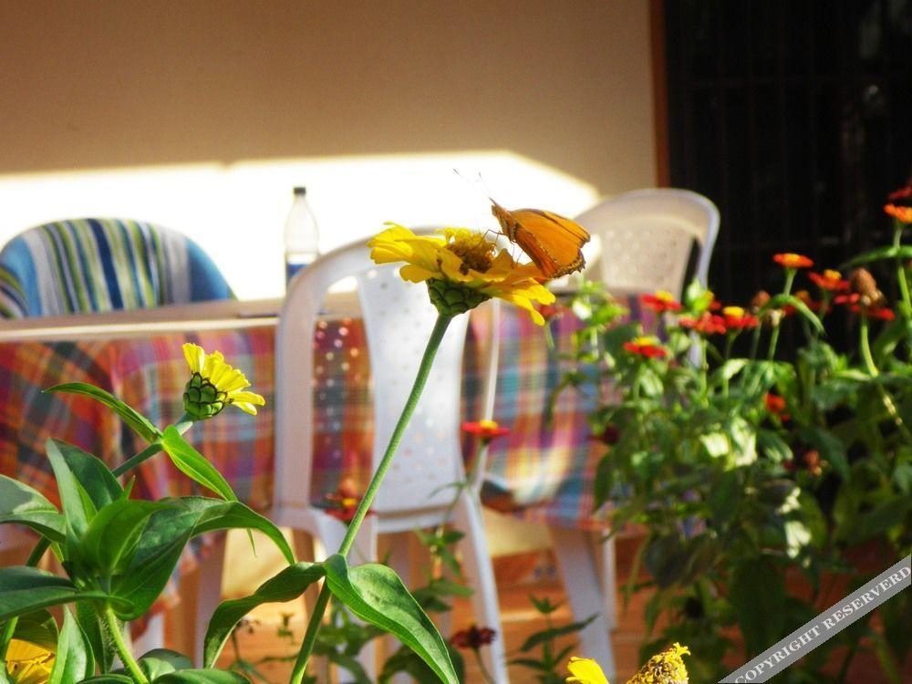 Casa Lily & Coco Aparthotel 2*