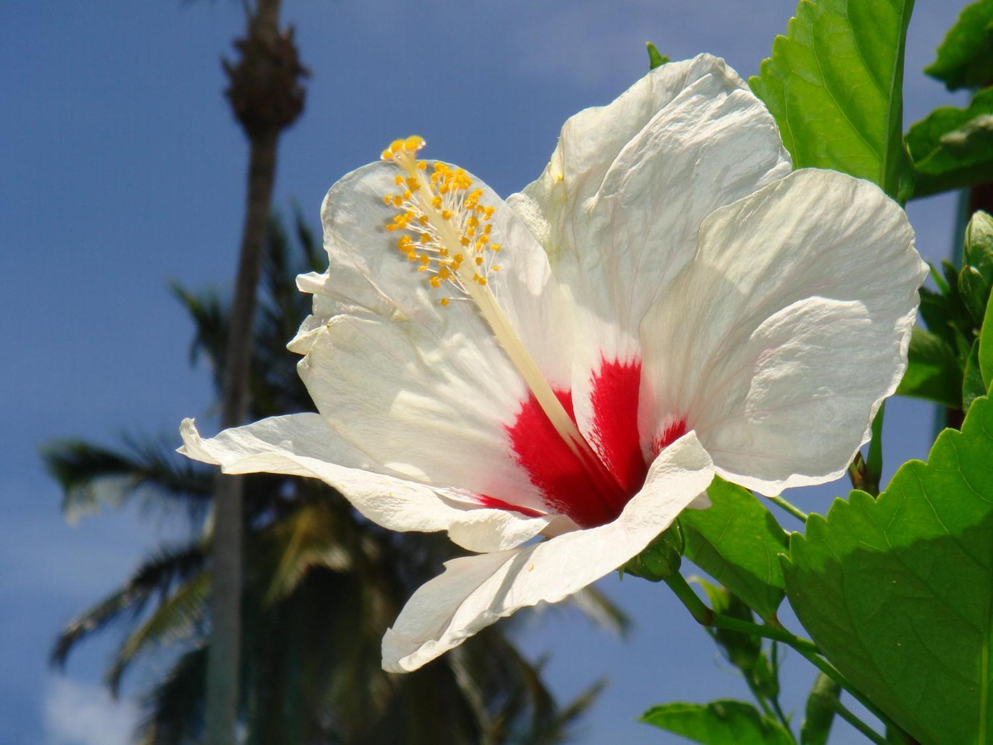 Hotel Playa Colibri