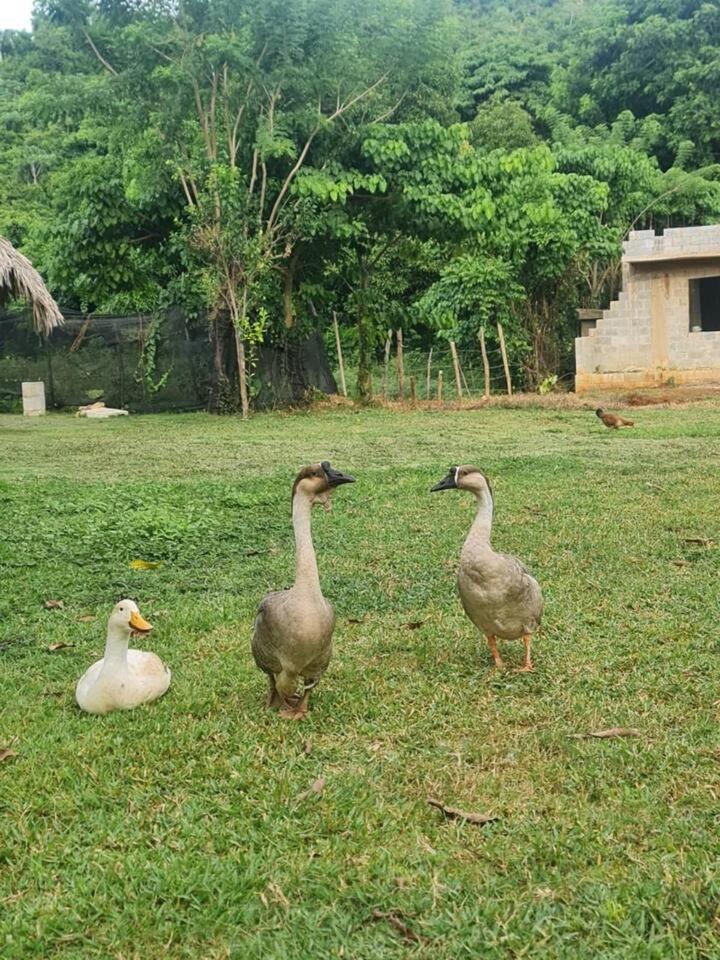Dreamvilles Ecovillage Galeras *