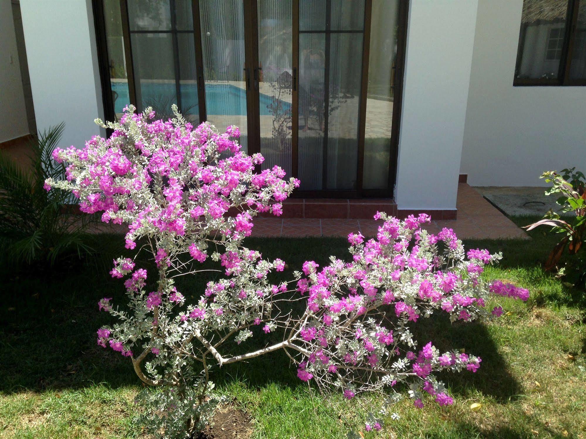 Coral Blanco Sosua