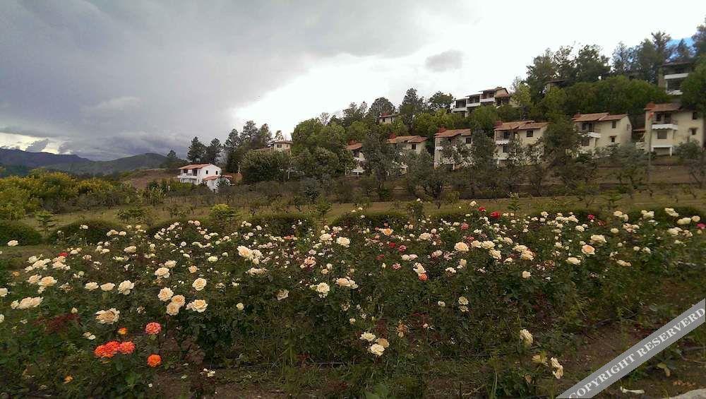 Altocerro & 3*
