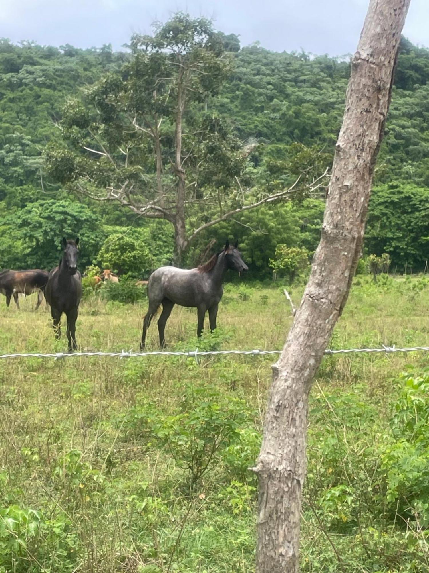 Dreamvilles Ecovillage Galeras *