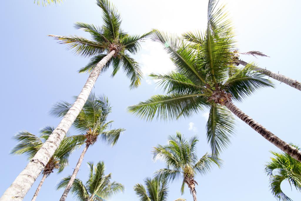 Northway's Monte Cristo Cabarete