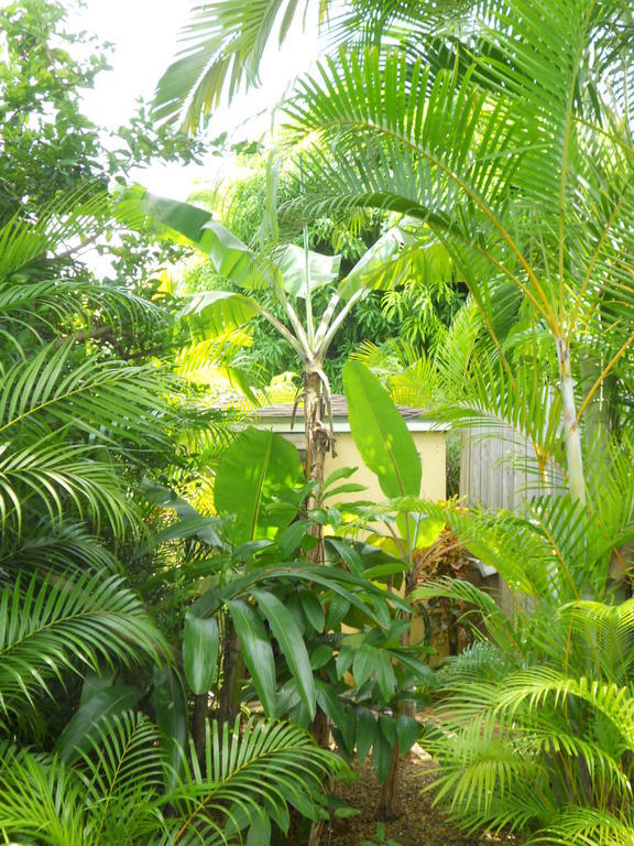 Flukers Suites Sosua