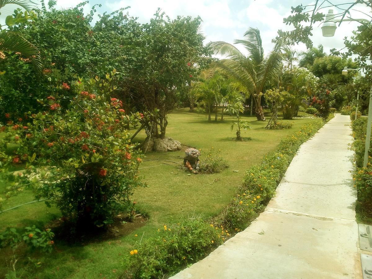 Modern Dominicus *