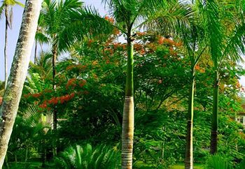 Oasis Terrenas 3* Portillo