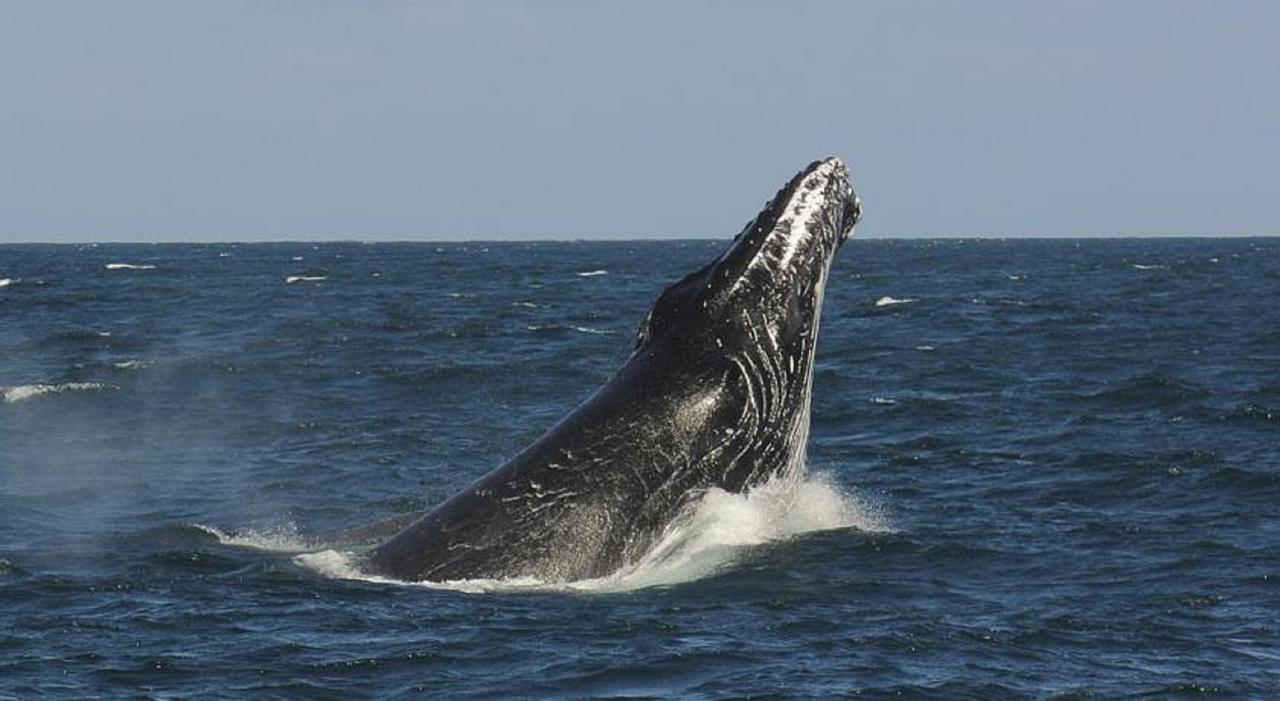 Hotel Las Ballenas Escondidas *