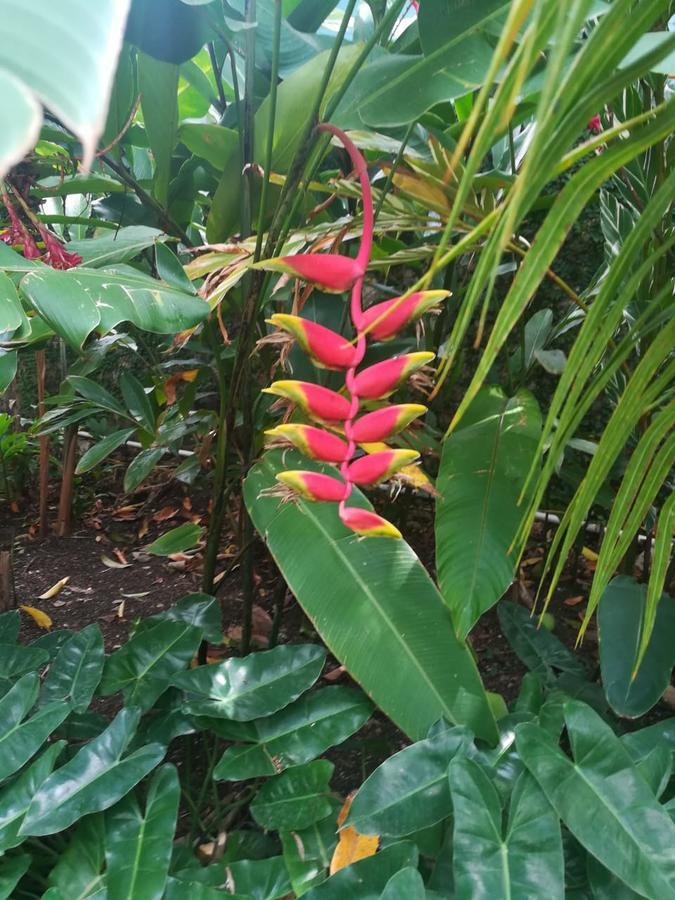 Carolina Bed & Breakfast Puerto Plata