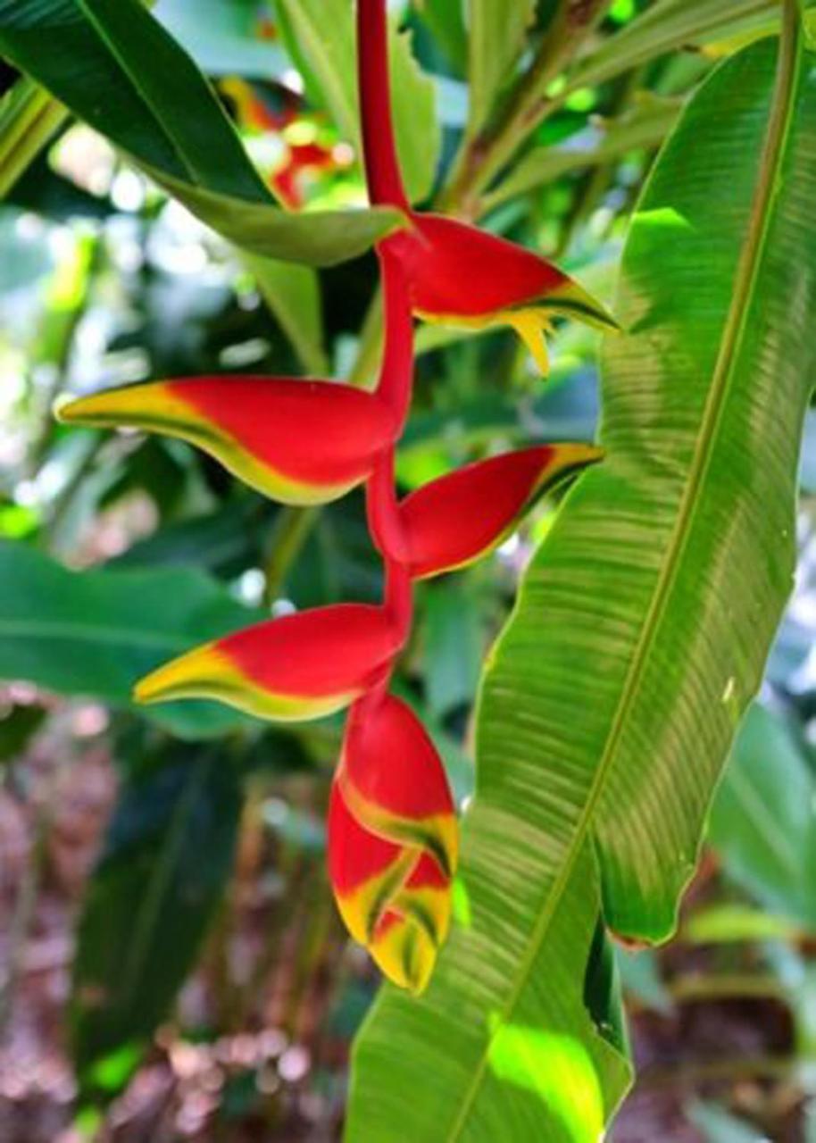 Labellaventura Holiday home Las Galeras