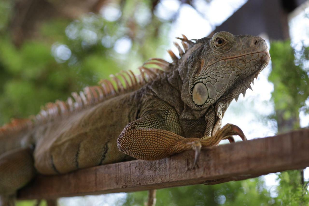 Iguana