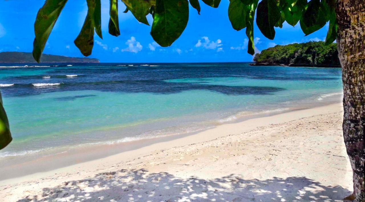 Flamboyan Las Galeras