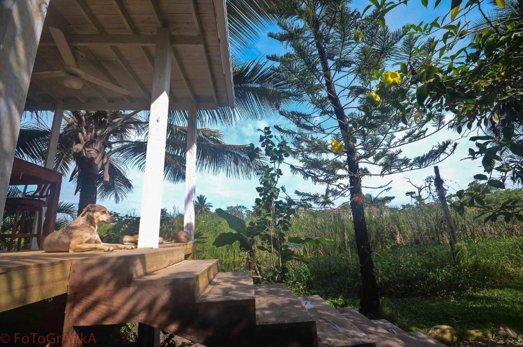 Surf Camp Cabarete