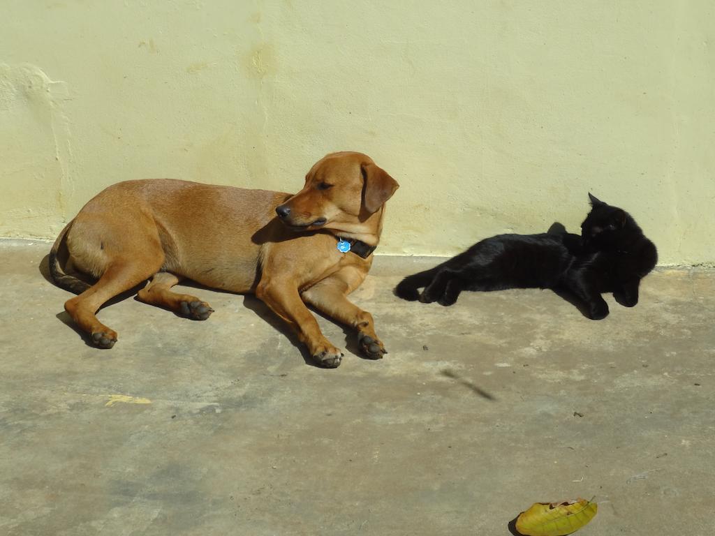 Gipsy Ranch Guest house Cabarete