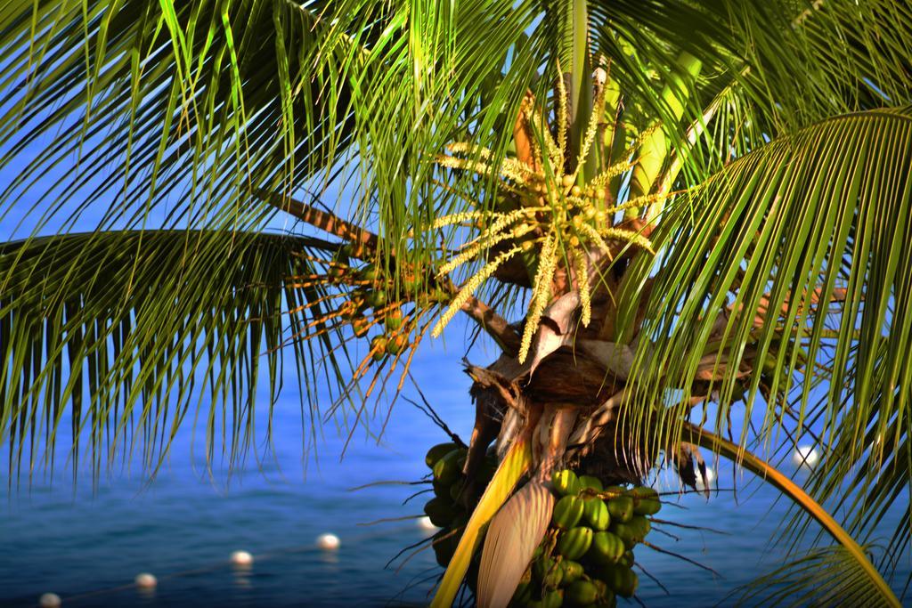 Instyle Residences At Infiniti Blu 4* Sosua
