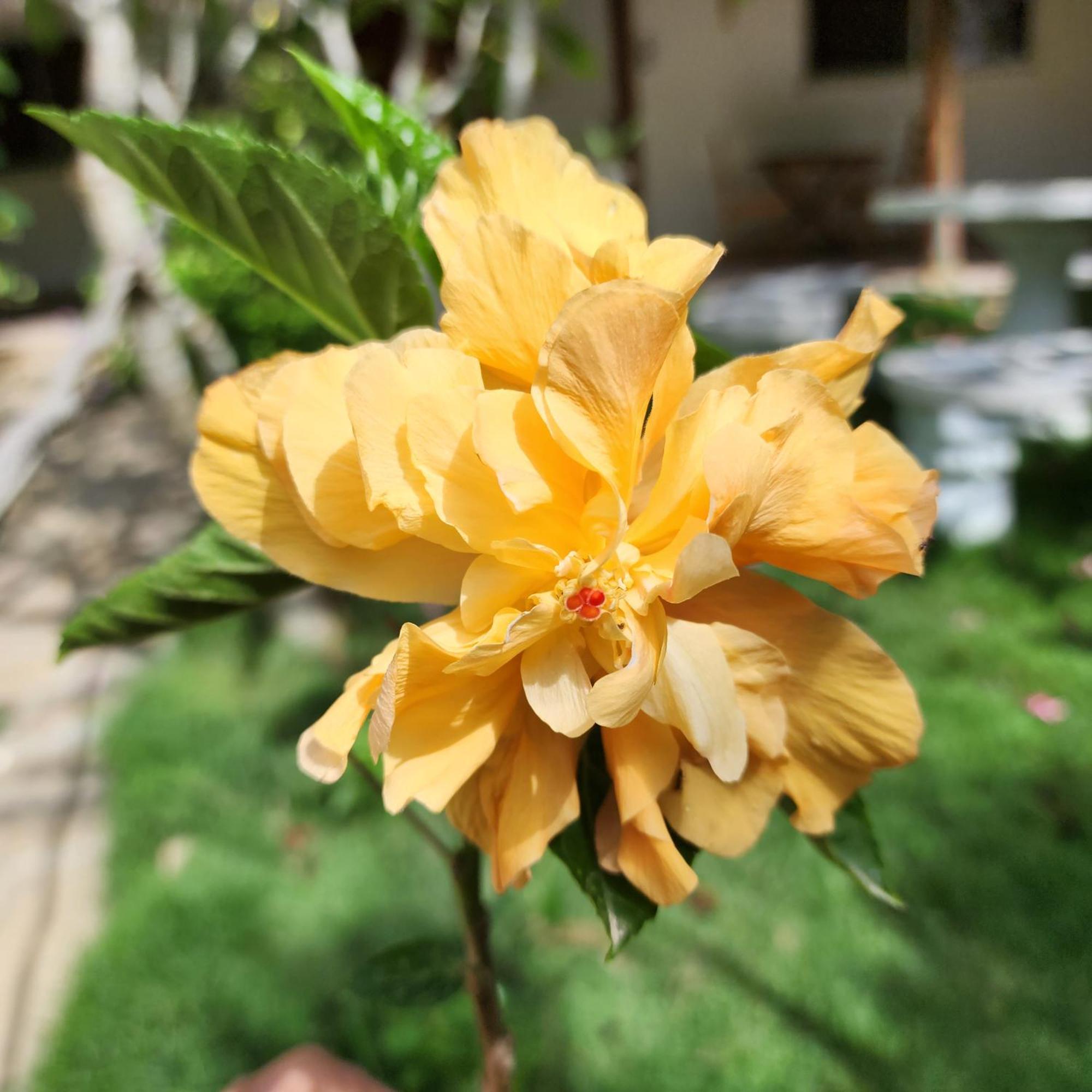 Rosa Guest house Punta Rucia