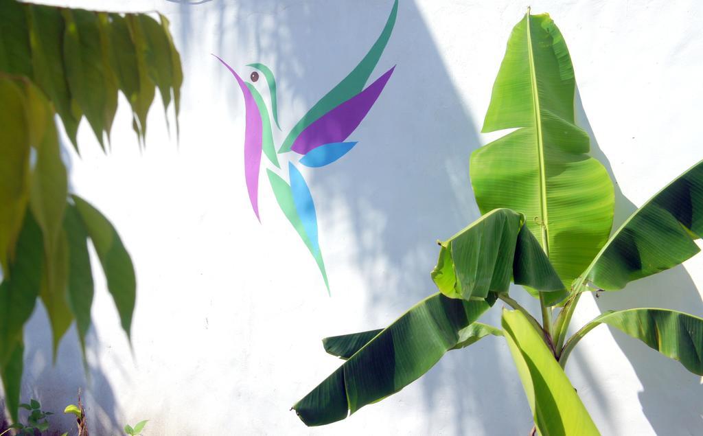Hummingbird Cabarete