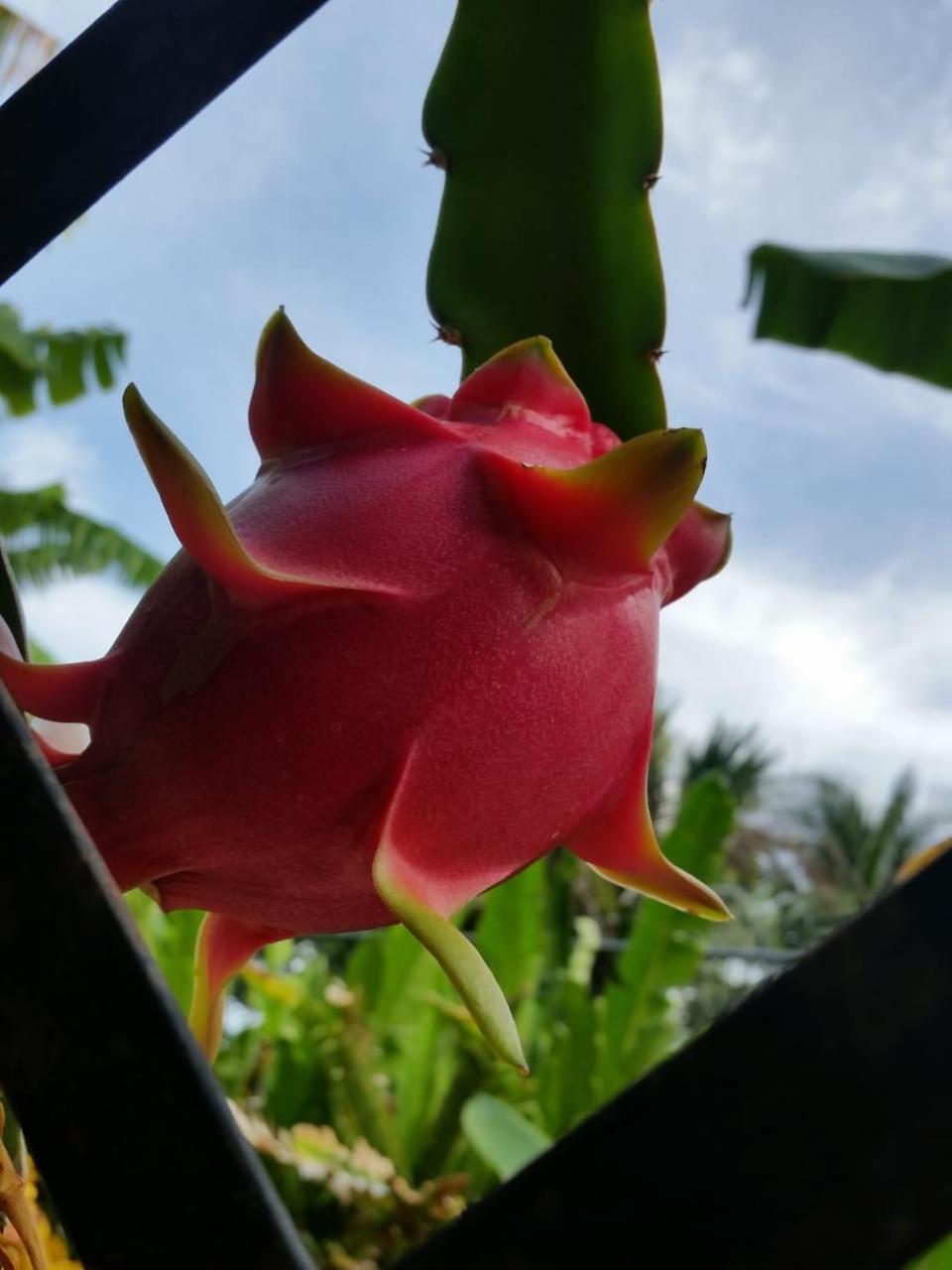 Sana El Jardin Secreto * Santiago De Los Caballeros