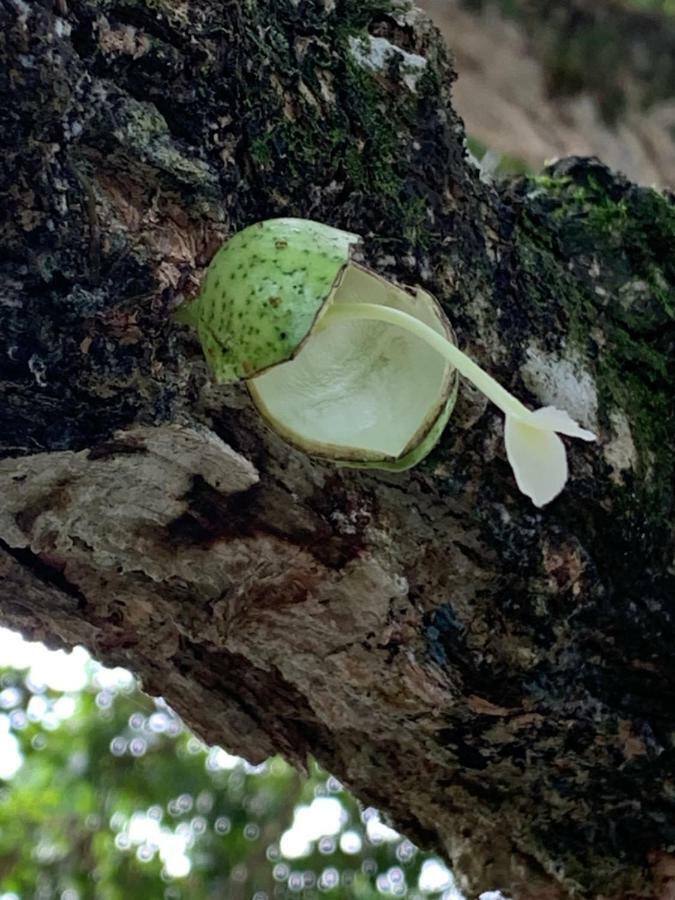 Sana El Jardin Secreto